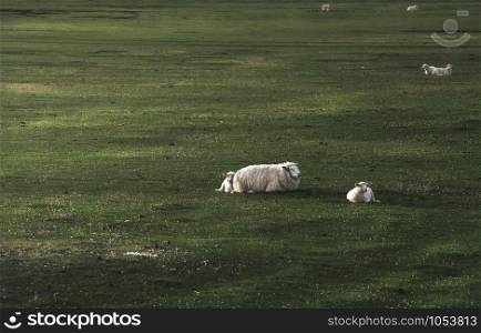White sheep with two lambs sitting on green moss meadows on Sylt island, Germany, in the morning light. German countryside on the North sea islands.