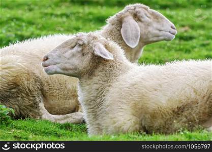 White Sheeps Resting on the Slope of a Hill. Sheeps on the Grass
