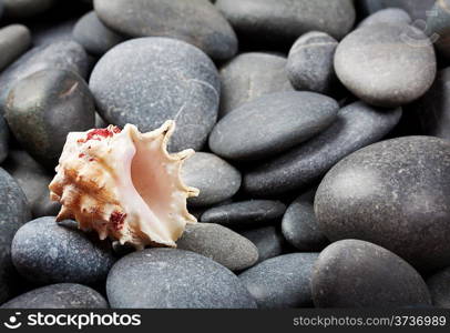 White shell on gray round sea stones