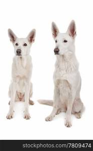 White Shepherd Dog. two White Shepherd Dogs in front of a white background