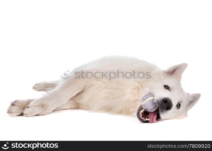 white Shepherd dog. white Shepherd dog in front of a white background