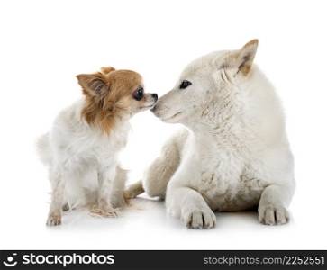 white shiba inu and chihuahua in front of white background