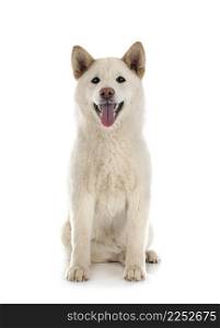 white shiba inu in front of white background