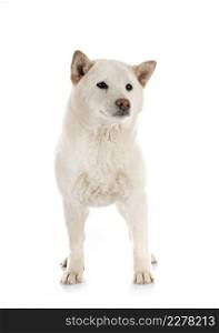 white shiba inu in front of white background