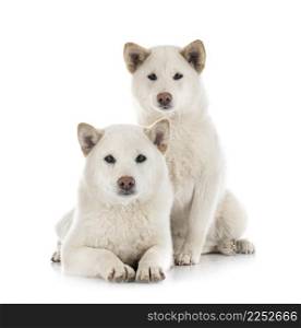 white shiba inus in front of white background