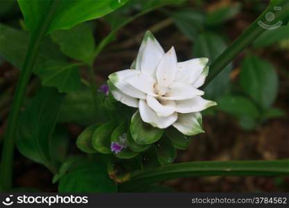 White Siam Tulip flower close up in forest