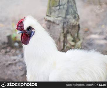 White silkie chicken in the farm / Fancy chinese silky