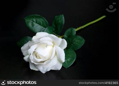 White single rose on a black background