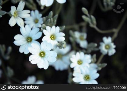 White small flowers. Spring flowers in the meadow. White small flowers. Spring flowers