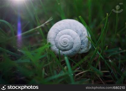 white snail in the nature in summer