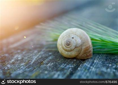 white snail in the nature in summer, snails in the garden