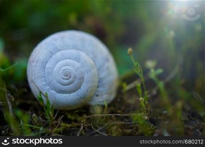 white snail in the nature in summer, snails in the garden