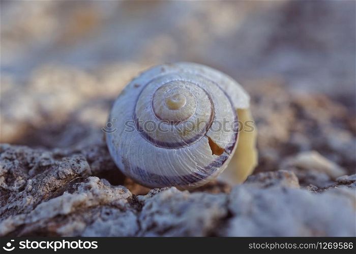 white snail on the ground in the nature