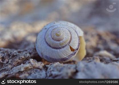 white snail on the ground in the nature