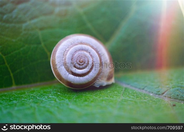 white snail on the ground in the nature in summer