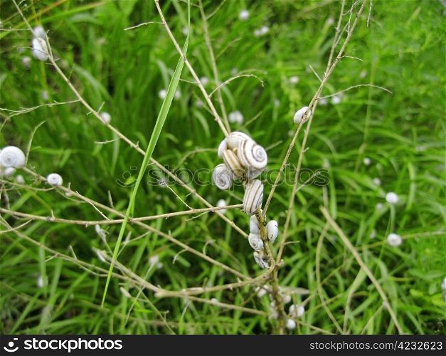White snails on the dry plant. Landscape