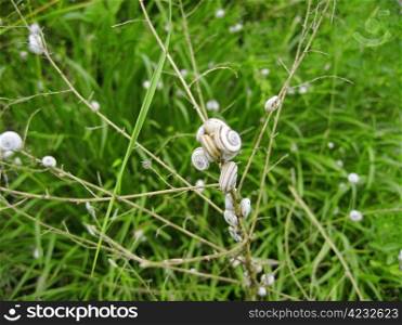 White snails on the dry plant. Landscape
