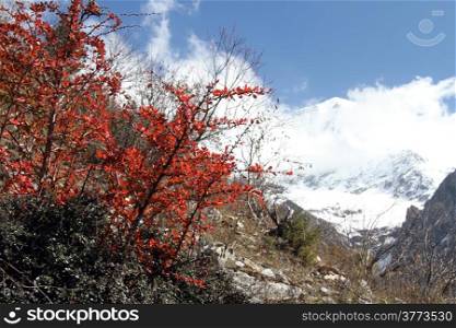 White snow and red leaves on the bush in Nepal