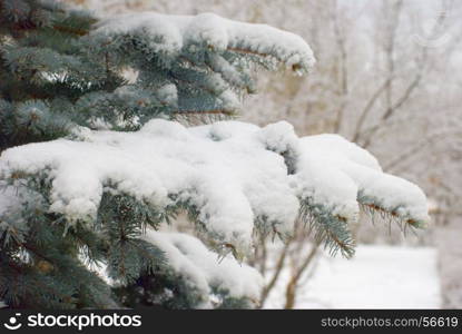 White snow on fir branches