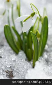 White snowdrop flowers in the snow