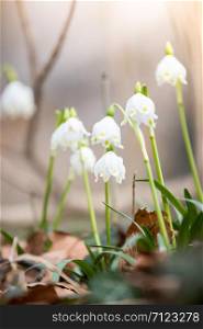 White snowdrop flowers on the ground, spring time, text space
