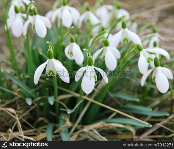 White snowdrops is one of the first spring flowers can use as spring background