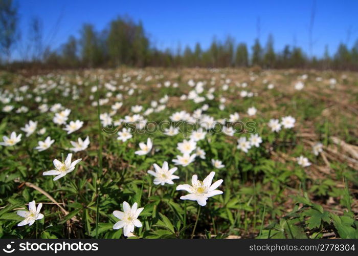 white snowdrops on spring field