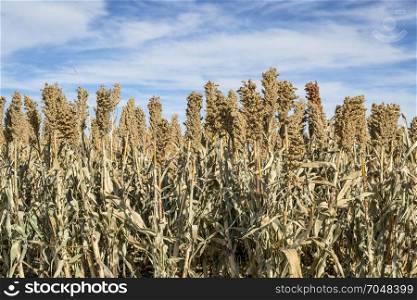 white sorghum field in western Kansas ready for harvest