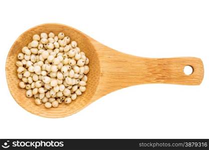 white sorghum grain on a small wooden spoon isolated on white with a clipping path