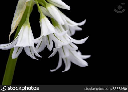 white spanish bluebell hyacintoides hispanica