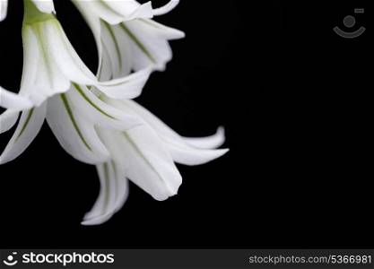 white spanish bluebell hyacintoides hispanica