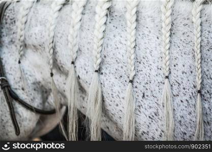 White Spekled Horse With Braided Mane Close Up Macro Detail