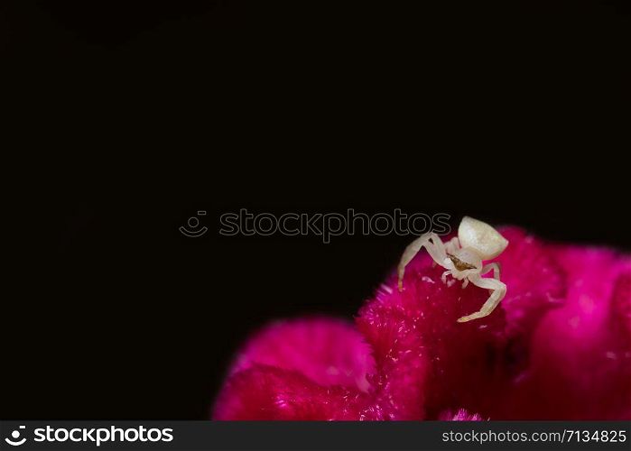 White spider macro on red flower