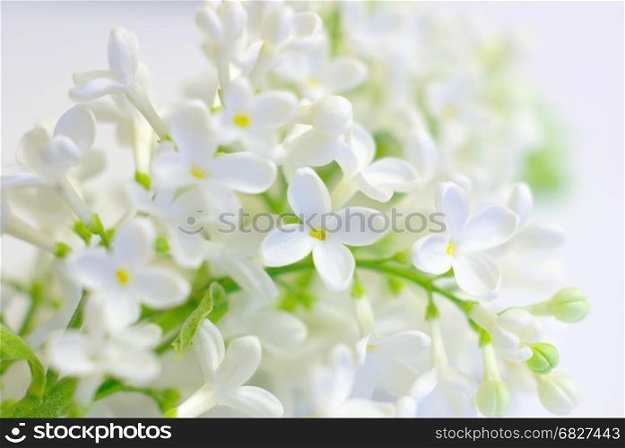 White spring flower love romantic background. Blooming delicate flowers. Gentle white vibrant fresh blossom. Bright positive love inspirational backdrop. Clean springtime petals.