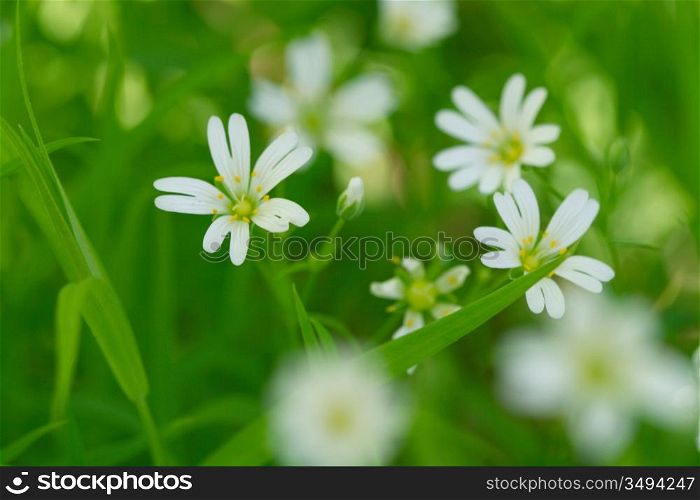 white spring flowers nature background