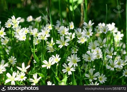 white spring flowers nature background