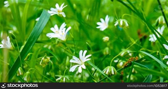 White spring flowers on a background of green grass. Shallow depth of field. Wide photo.
