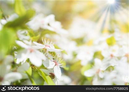 White spring flowers on blossom cherry tree