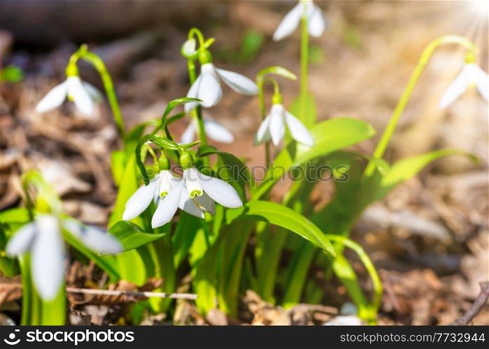 White spring flowers snowdrops in forest with sun