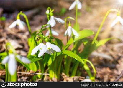 White spring flowers snowdrops in forest with sun