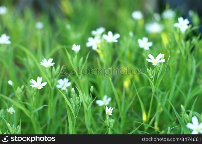 white spring flowers vegetation background