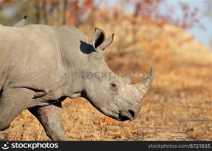 White (square-lipped) rhinoceros (Ceratotherium simum), South Africa