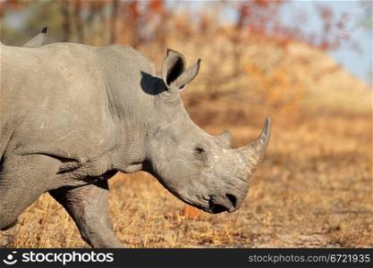 White (square-lipped) rhinoceros (Ceratotherium simum), South Africa