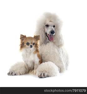 white Standard Poodle and chihuahua in front of white background