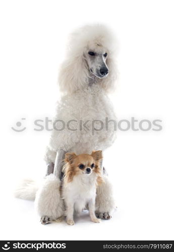 white Standard Poodle and chihuahua in front of white background