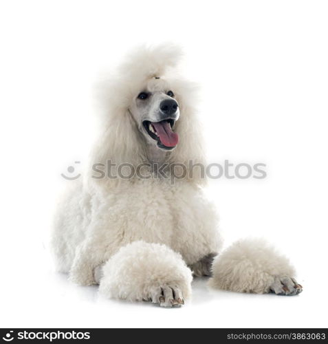 white Standard Poodle in front of white background