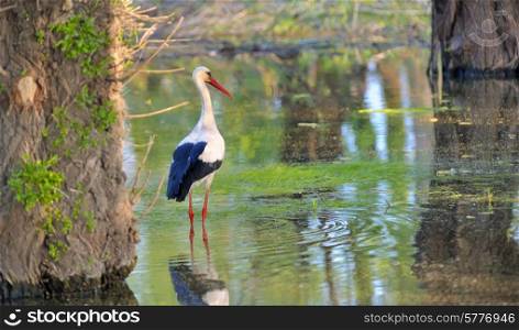 White stork (Ciconia ciconia) hunting
