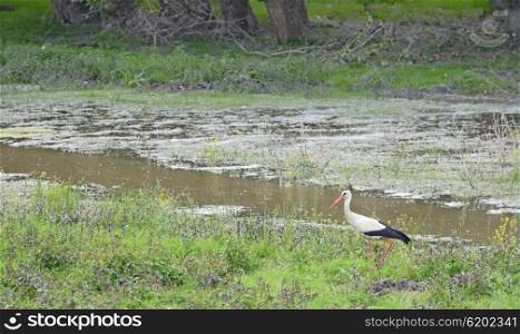White Stork (Ciconia ciconia) in spring time