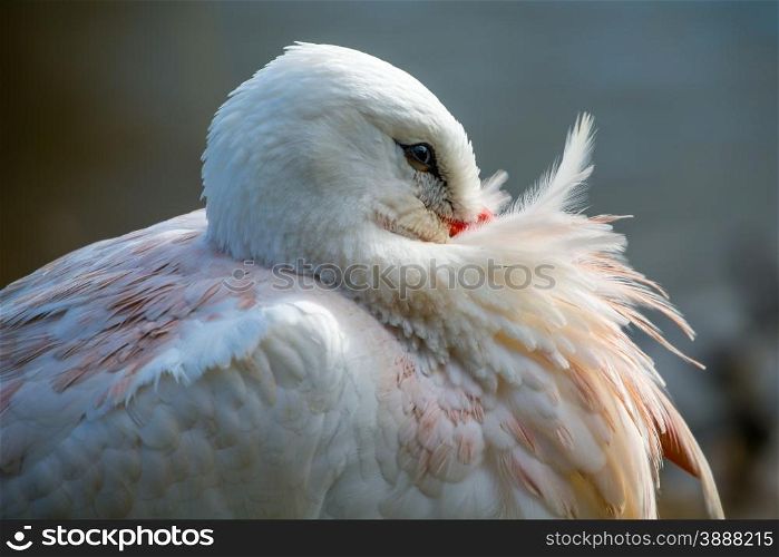 White stork, Ciconia ciconia, showing beautiful plumage