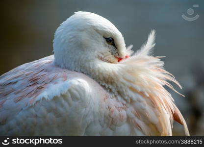 White stork, Ciconia ciconia, showing beautiful plumage